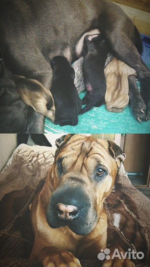 Вязка шарпея