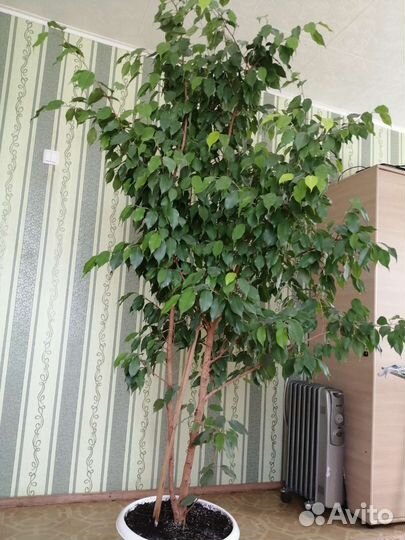 Фикус бенджамина большой
