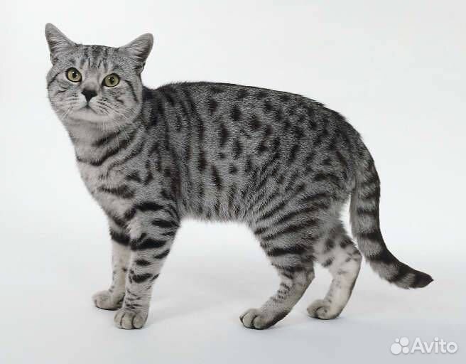 Кот средний бесплатно