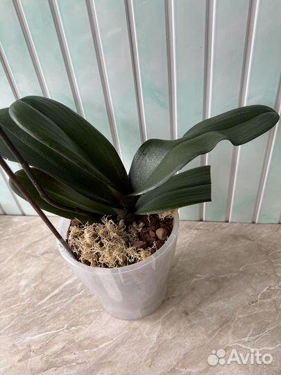 Орхидея фаленопсис