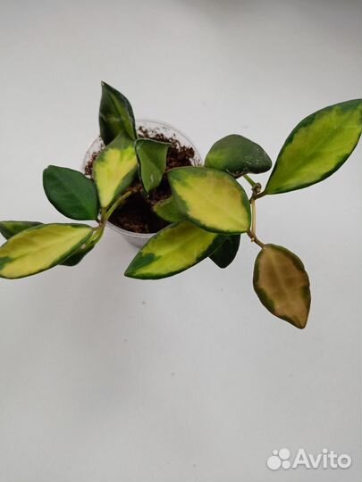 Хойя тсанги вариегатная