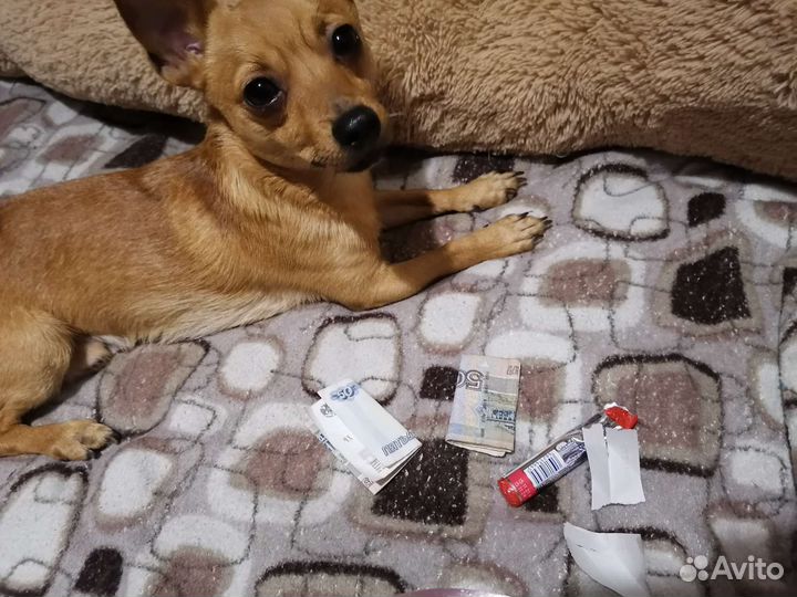 Вязка мини той