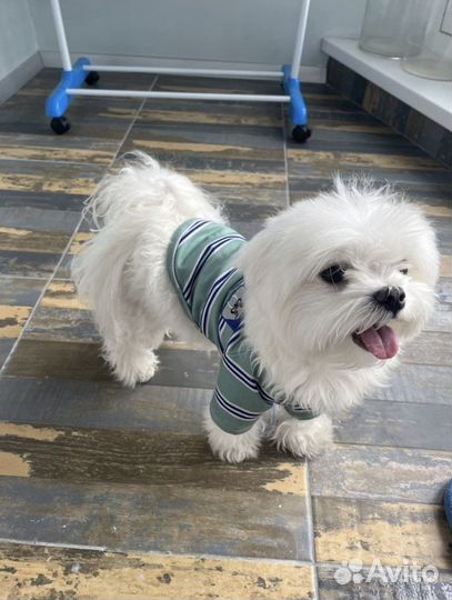 Вязка мальтеза мальчик