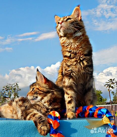 Котята Мейн Кун Девочки