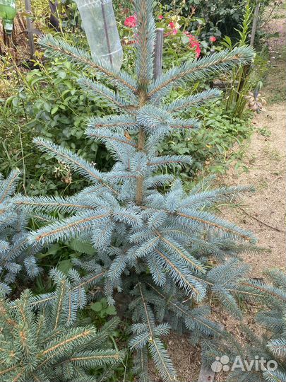 Ель голубая