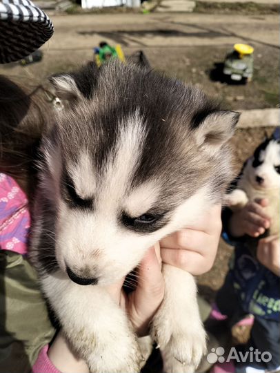 Щенки сибирской хаски