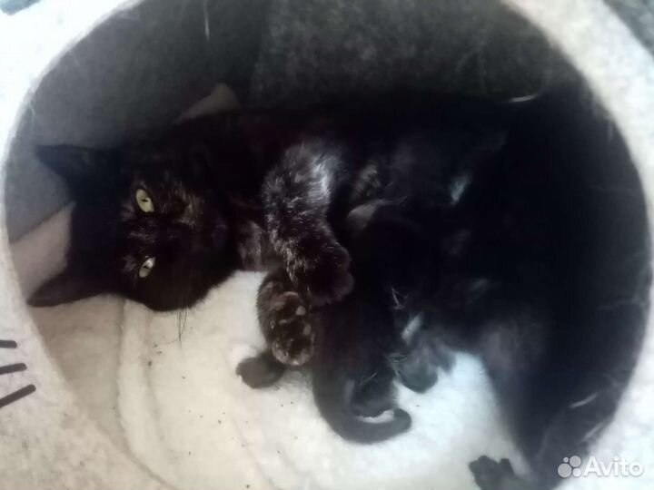 Котята в добрые руки бесплатно