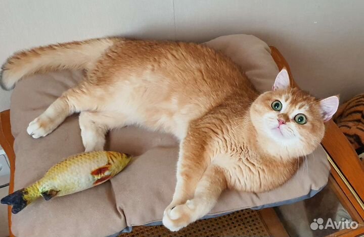 Вязка с британцем золотая шиншилла ny12