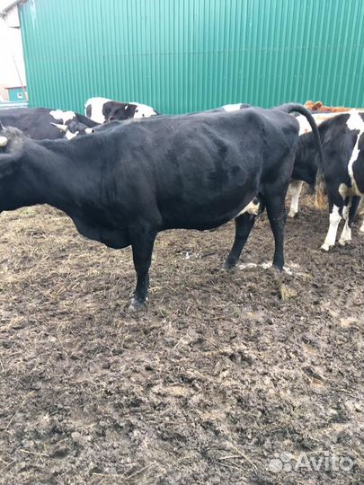Корова дойная, бык, телята