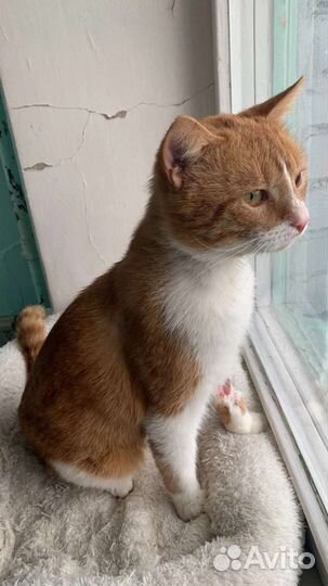 Кот в добрые руки