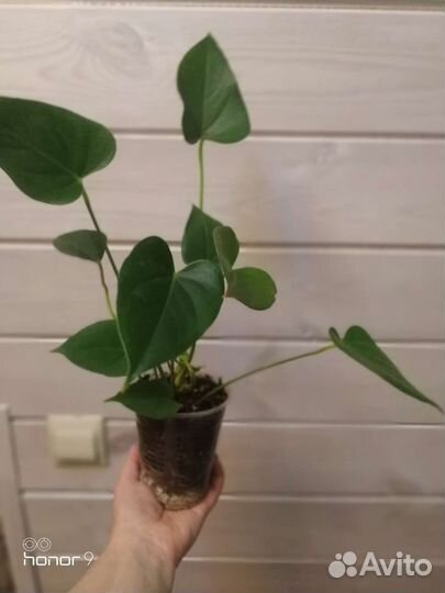 Антуриум мистик