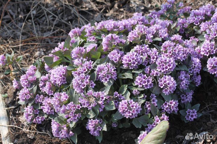 Пузырница физалисовая