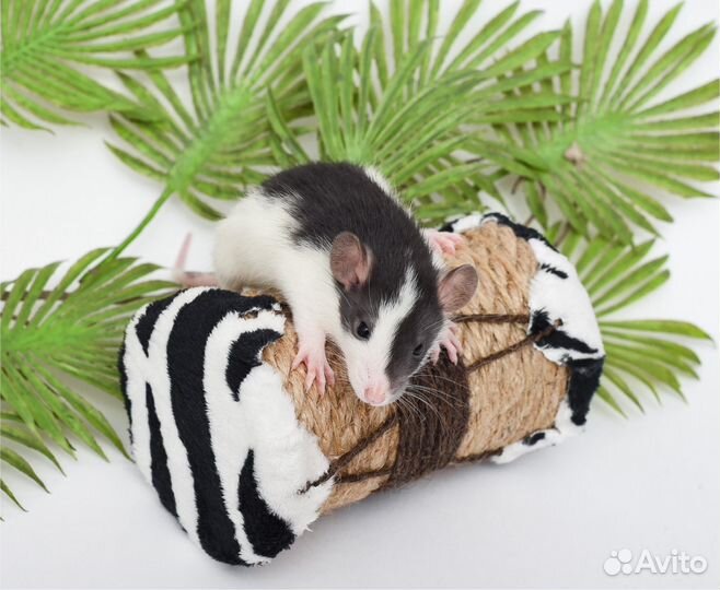 Крысята.крысята дамбо