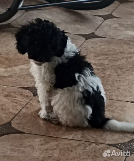 Собака мини пудель