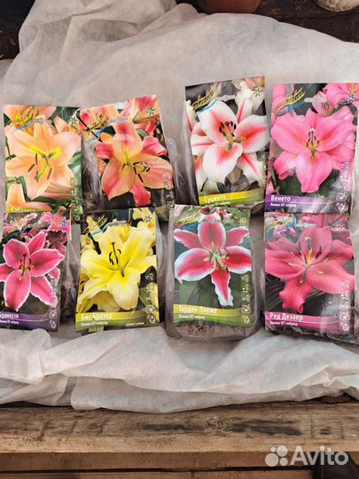 Цветы лилии луковицы