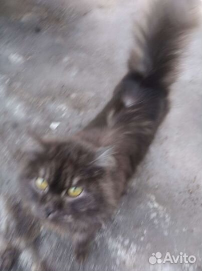 Кошка в дар