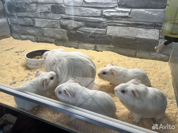 Морские свинки шелти