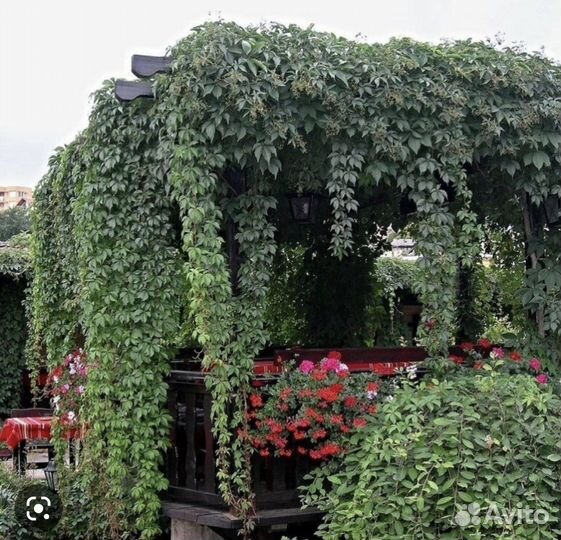 Саженцы девичий виноград