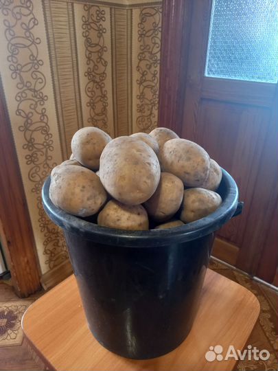 Продам картофель