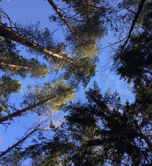 Участок 29 сот. (СНТ, ДНП)