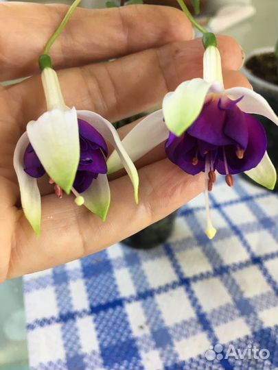 Укорененные черенки фуксии 100