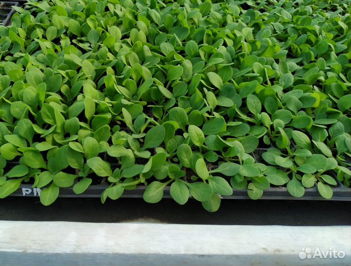 Рассада цветов сеянцы Петуния, Бархатцы, Гацания