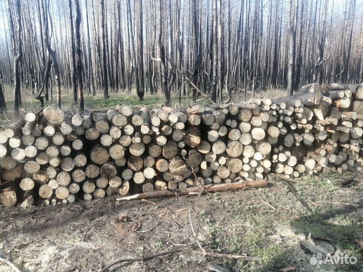 Продам дрова сухие