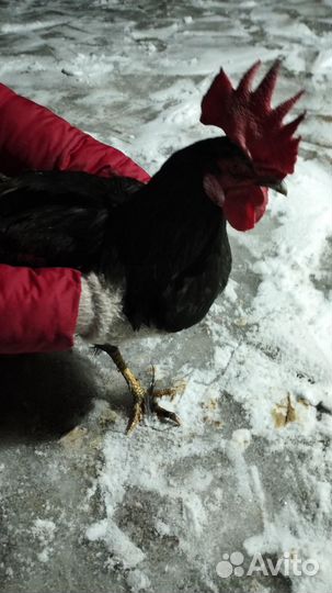 Петухи молодые 8 месяцев