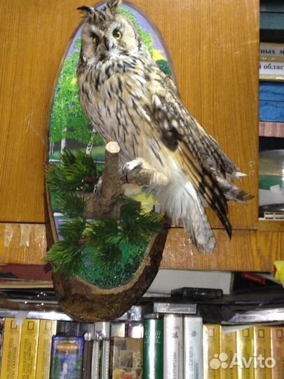 Таксидермия