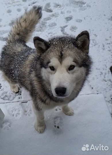 Аляскинский маламут вязка