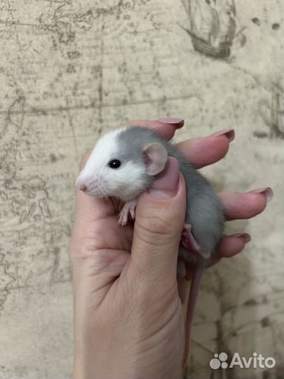 Крысята Дамбо много окрасов.Доставка