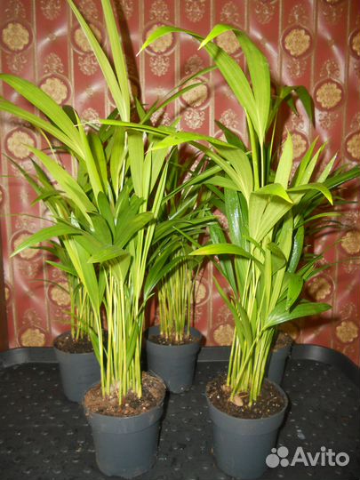 Дипсис пальма