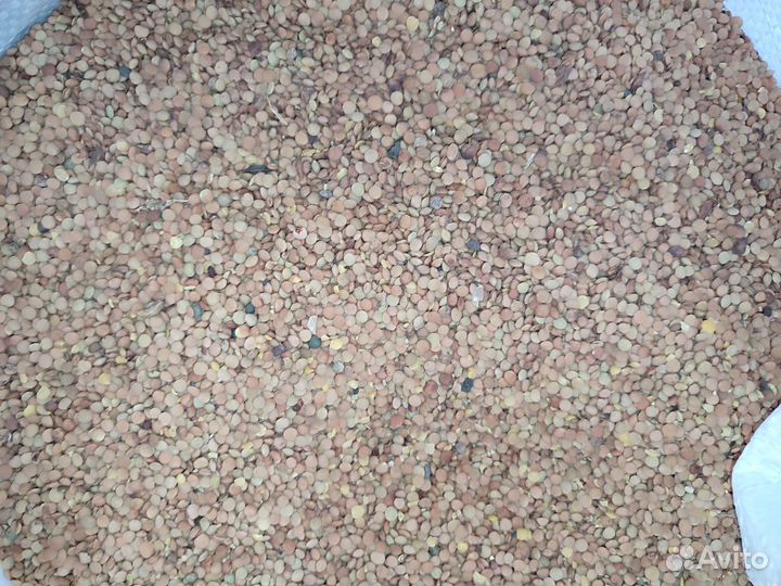 Чечевица мелкая