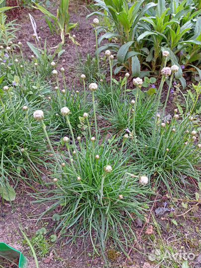 Армерия приморская розовая