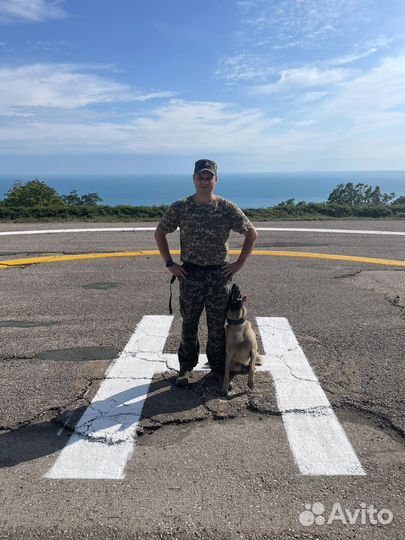 Дрессировка и обучение собак (кинолог) онлайн