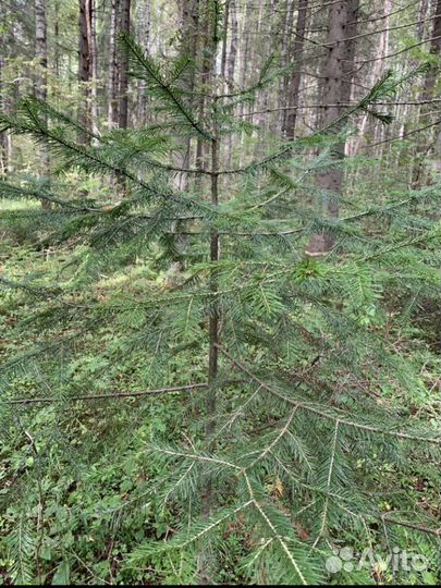 Свежие веники из пихты