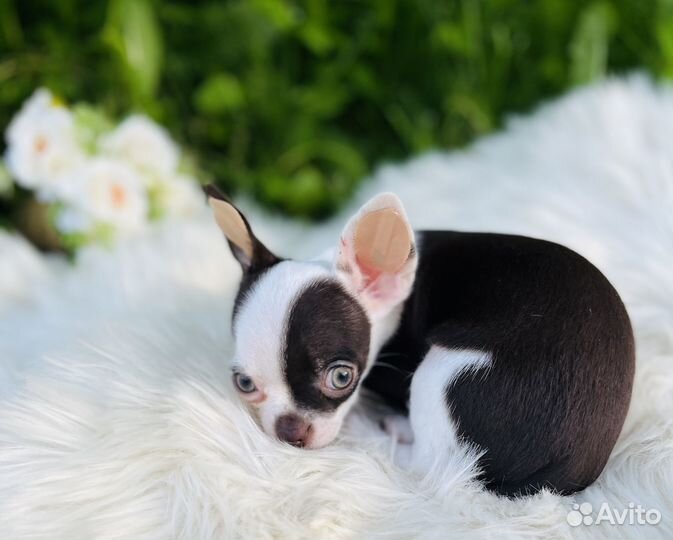 Чихуахуа мини Мальчик