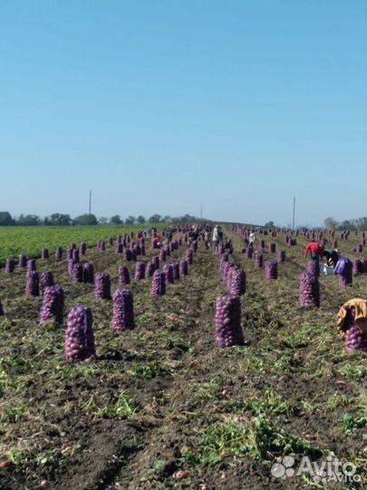 Требуются бригада для сбора урожая картофеля