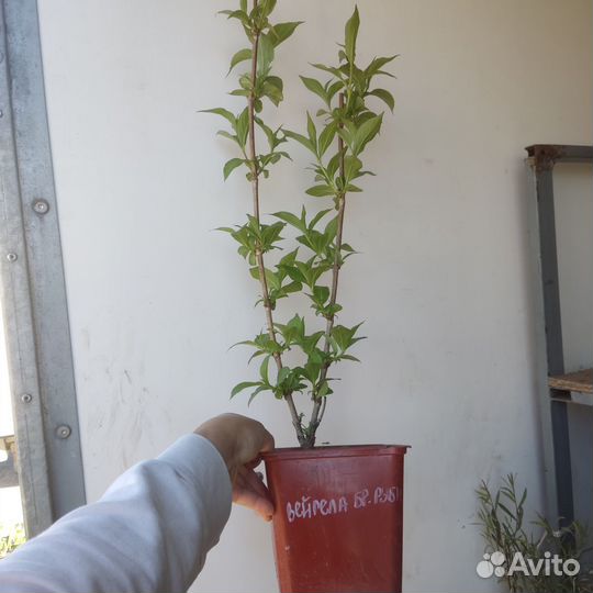 Вейгела Бристоль Руби