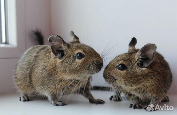 Чилийская белка дегу