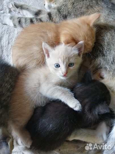 Отдам в добрые руки котят