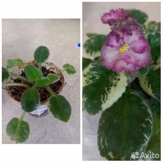 Фиалка детка Н Яшма мини