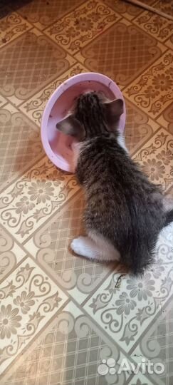 Отдам котят
