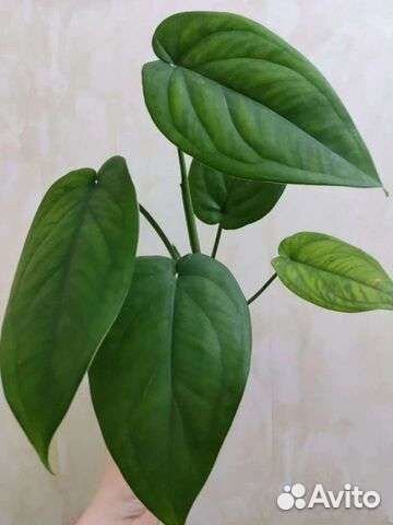 Сингониум Макрофиллум