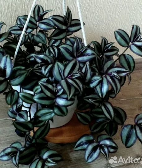 Цветы для дома