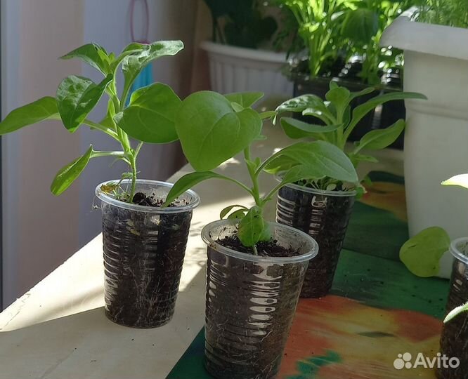 Рассада петунии