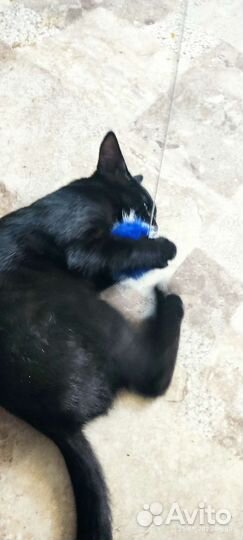 Черный котенок в добрые руки