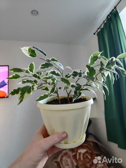 Фикус бенджамина с горшком