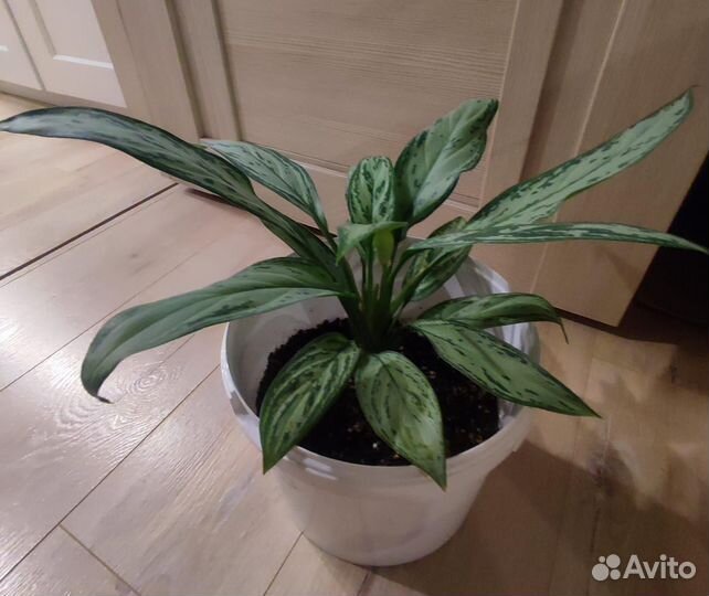 Аглаонема Сильвер Квин крупная,не детка