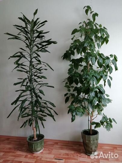 Китайская роза, драцена широколистная